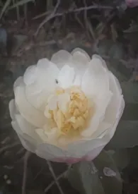 幻想image(nph)