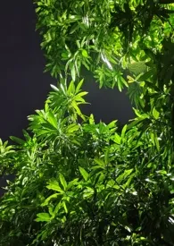 夏风缠绵(不良少年v苦痛少女)